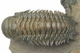 Pair of Crotalocephalina Trilobite Fossils - Atchana, Morocco #222368-2